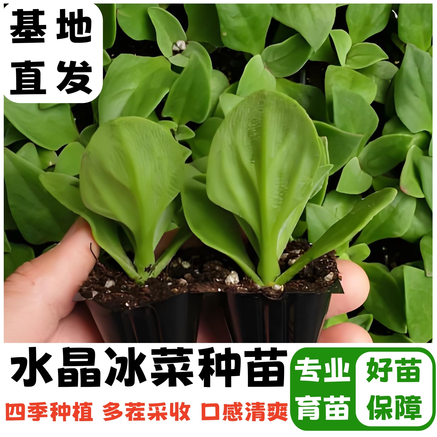 冰菜大苗水晶冰菜冰草冰晶菜秧苗冰心菜冰草即食种苗厂直发蔬菜苗