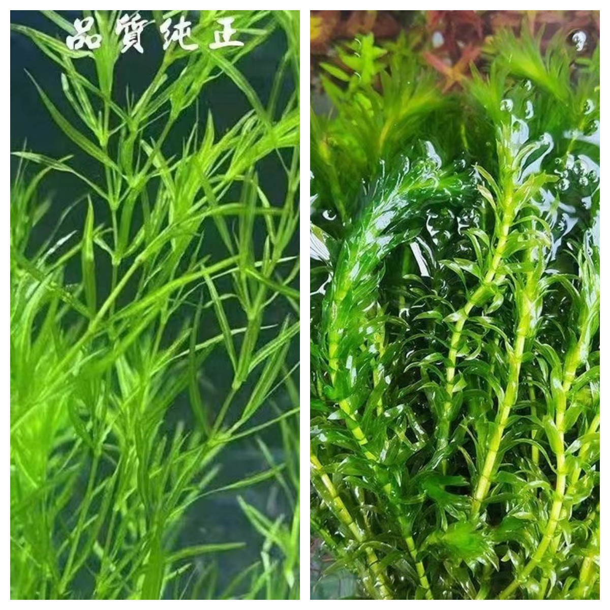 印度真草小竹节竹节草水草植物鱼缸水族箱造景绿菊蜈蚣草水榕活体