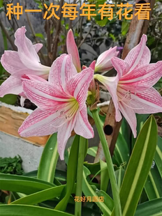 梦幻般网纹白肋朱顶红耐晒耐旱冻不死适阳台庭院地栽绿植盆栽花苗