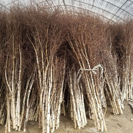 白桦树干枝枯树白树枝仿真树枝玄关路引造景造型树头干支花艺橱窗