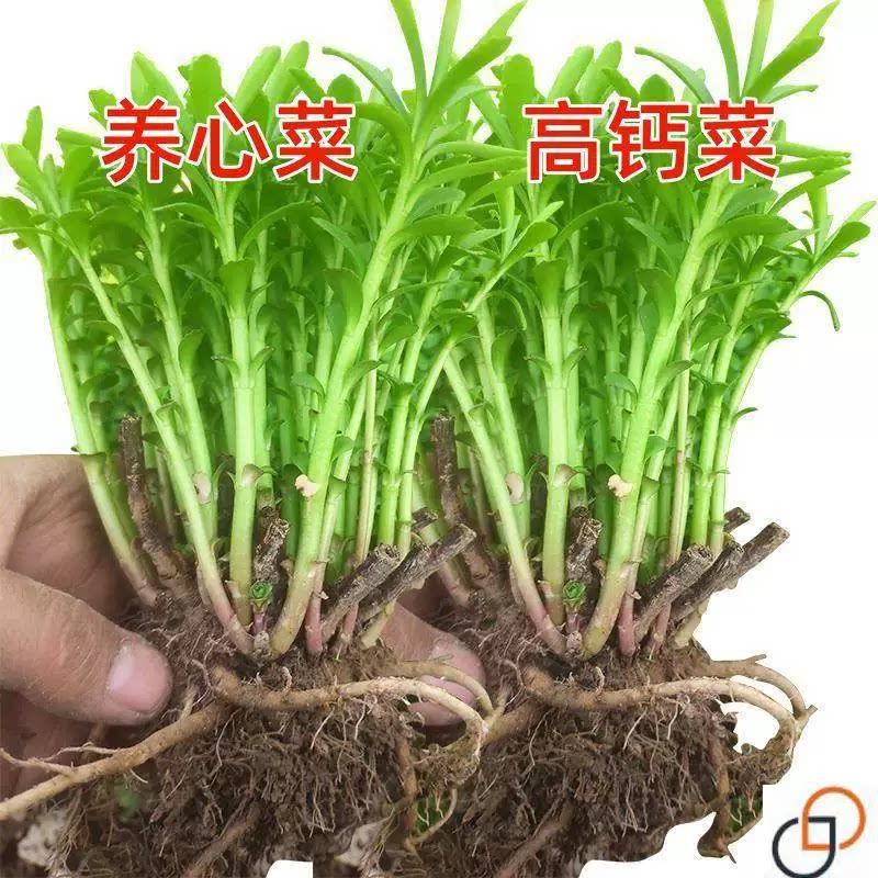 高钙养心菜种子种苗救心菜四季庭院盆栽三七止痒草多年生养心菜苗