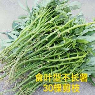 食用型地瓜叶种苗农家新鲜蔬菜山芋叶现摘现发台湾老品种红薯苗