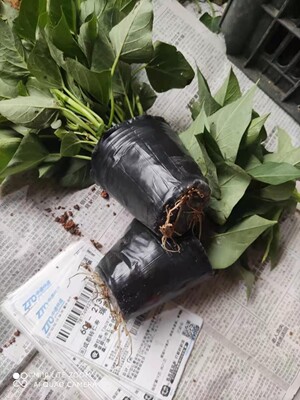 带根发货食叶型红苕尖地瓜叶福薯18号番薯专吃叶子山芋苗台湾蔬菜