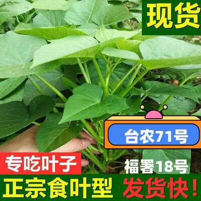 红薯叶苗专吃叶子台湾地瓜叶红苕尖薯尖食用番薯叶苗台农福薯食叶
