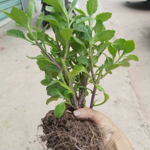 片仔癀草苗盆栽新鲜真品种食用有机天然去火嫩叶鲜叶清热片仔癀草