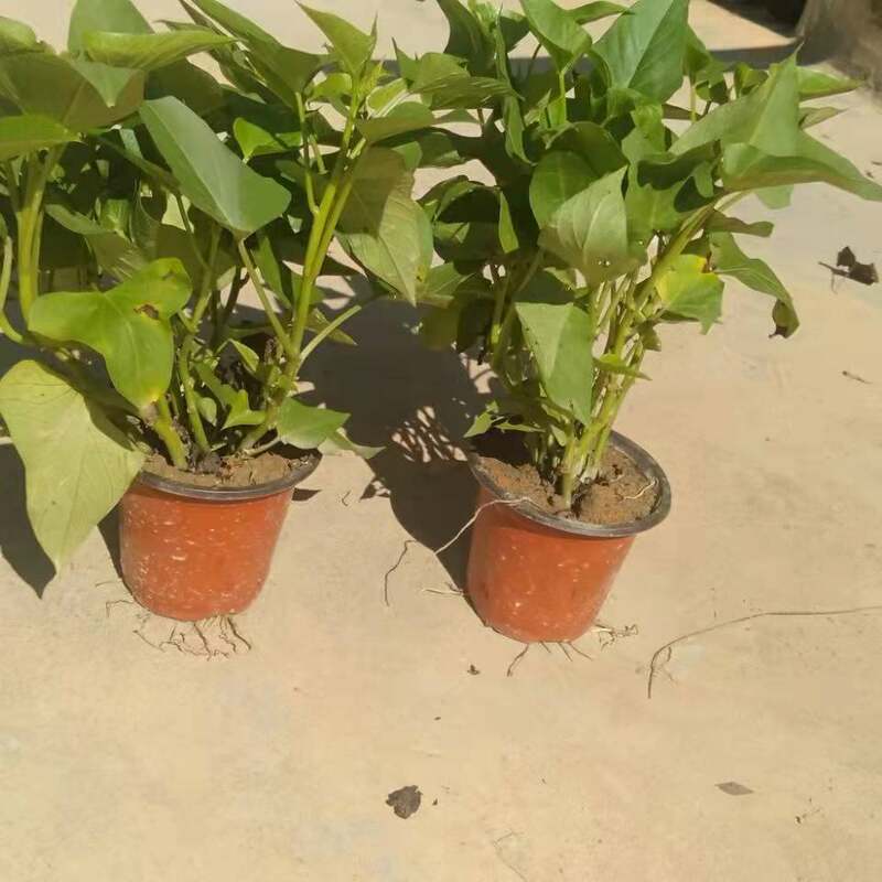 山芋苗种植素材模板 山芋苗种植图片下载 小麦优选