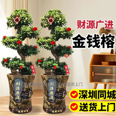 金钱榕盆栽绿植花卉老桩造型s弯摇钱树观赏植物室外喜阳绿植