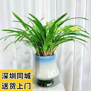元宵花香兰花盆栽带花苞室内绿植桌面花卉深圳同城