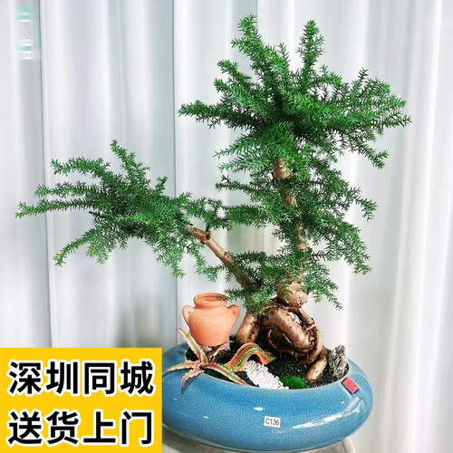 不老松桌面前台盆栽办公室客厅造型盆景喜阳好养活植物开业乔迁