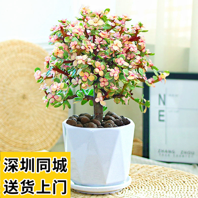 金枝玉叶多肉带花植物室内好养花卉小盆栽雅乐之舞老桩大颗深圳