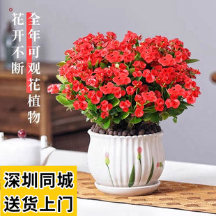 虎刺梅铁海棠花盆栽带花大花室内办公室阳台好养花卉植物