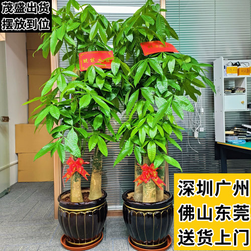 发财树盆栽绿植乔迁新居同城配送