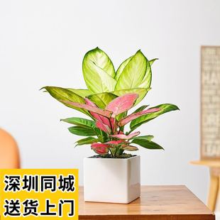 万年青粉黛小盆栽好养活绿植盆栽办公桌室内桌面小盆栽深圳送货