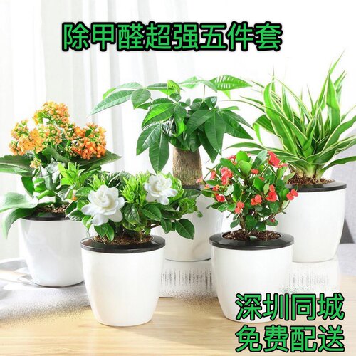 水培好养组合盆栽吊兰绿萝长春腾盆栽发财树虎皮兰芦荟长寿花绿植