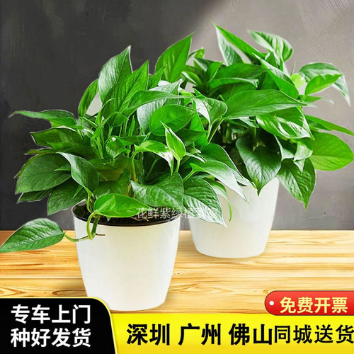 小绿萝盆栽植物室内绿植办公区域桌面客厅书房叶大好养净化空气