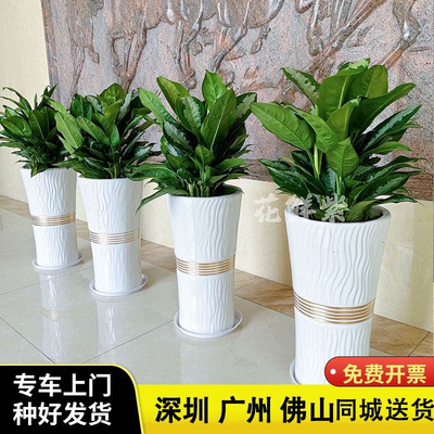 深圳广州雅丽皇后盆栽室内办公室前台过道新居装修耐阴易养活绿植