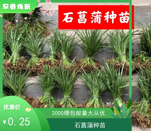 石菖蒲种苗红根大中小叶石菖蒲苗水生植物石臭香昌菖蒲新鲜草苗