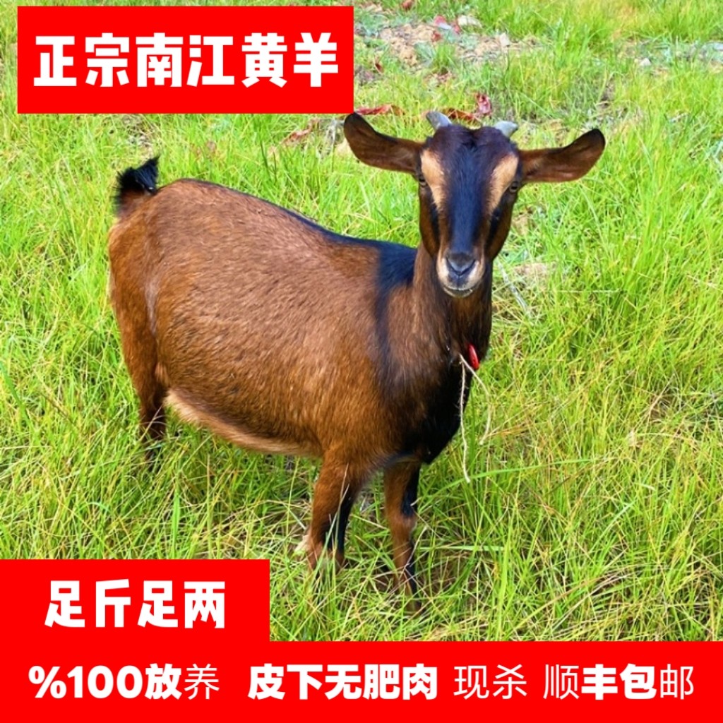 新鲜现杀散养南江黄羊肉带皮羊腿羊排羊腩羊蝎羊杂山羊肉5斤特产