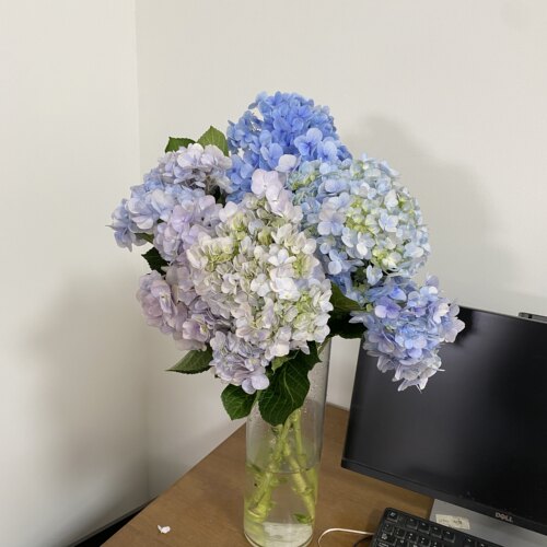 【超值推荐】【福利绣球3支】云南鲜花全店任意两件顺丰京东包邮