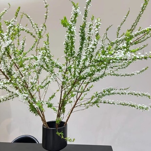 包邮 云南新鲜鲜花基地直发任意2件 送货上门 精品鲜枝雪柳1扎