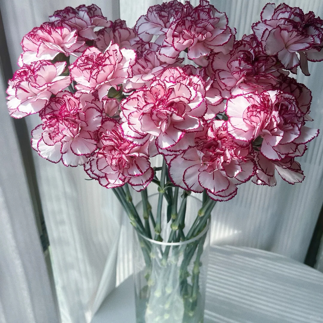 【紫精灵康乃馨20支】云南新鲜鲜花全店任意2件顺丰送货上门