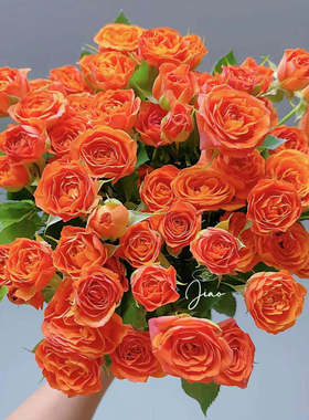 橙色芭比泡泡10支云南新鲜鲜花 全店任意2件包邮送货上门