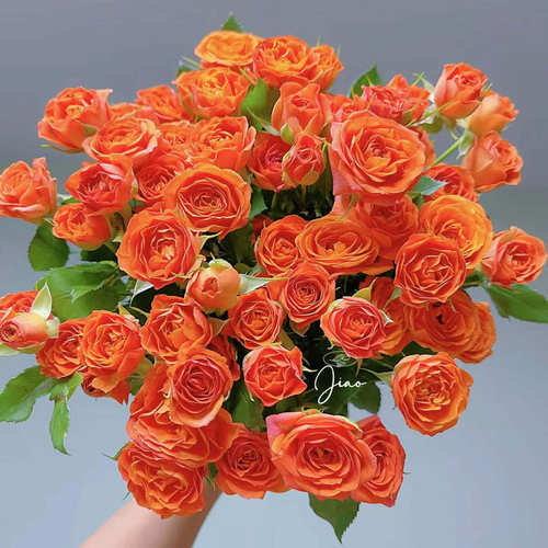 橙色芭比泡泡10支云南新鲜鲜花 全店任意2件包邮送货上门