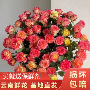 爱丽丝多头泡泡10支云南新鲜鲜花全店任意两件顺丰包邮