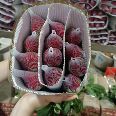 卡罗拉玫瑰花材云南鲜花