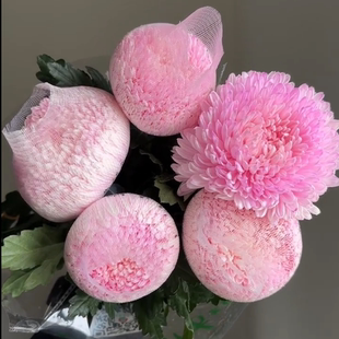 包邮 云南新鲜鲜花全店任意2件 送货上门 福利粉色牡丹菊5支