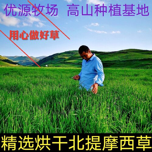26年精选多叶烘干提摩西草北提草兔兔干草龙猫豚鼠粮草叶多杆少