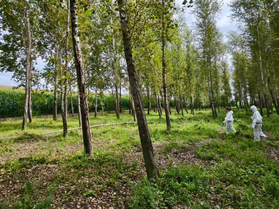丛志顺名下位于兰西县北安乡双安村李勤屯200亩树木及15亩树木