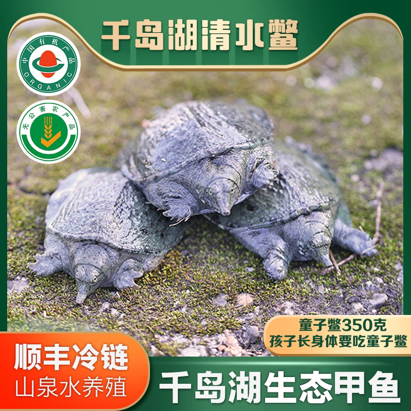 千岛湖鲜活外塘散养生态甲鱼