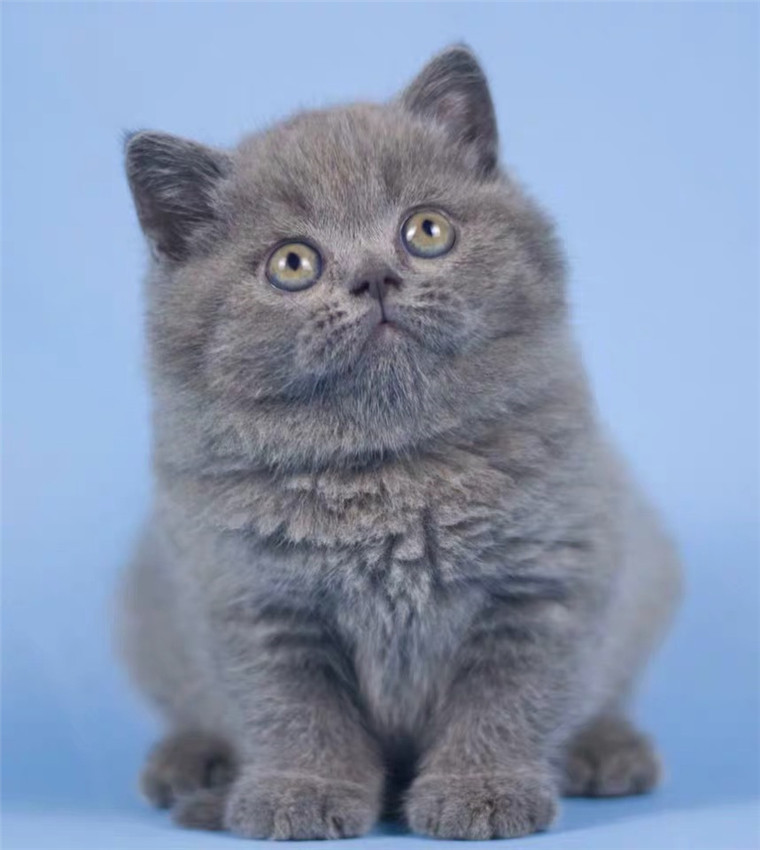 出售纯种活体英国短毛猫