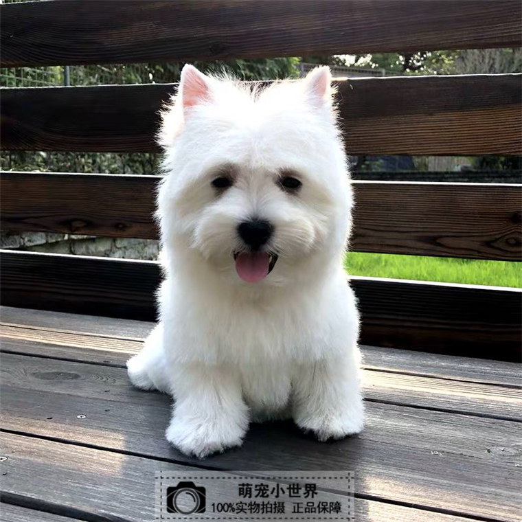 西高地白梗活体纯种小型犬