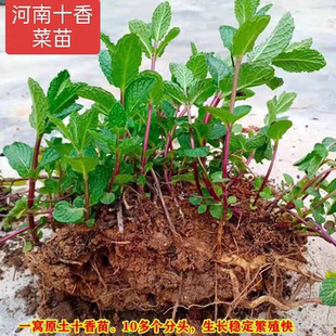 河南十香菜苗捞面条调蒜汁配料鱼香菜食香菜绿植留兰香盆栽薄荷叶