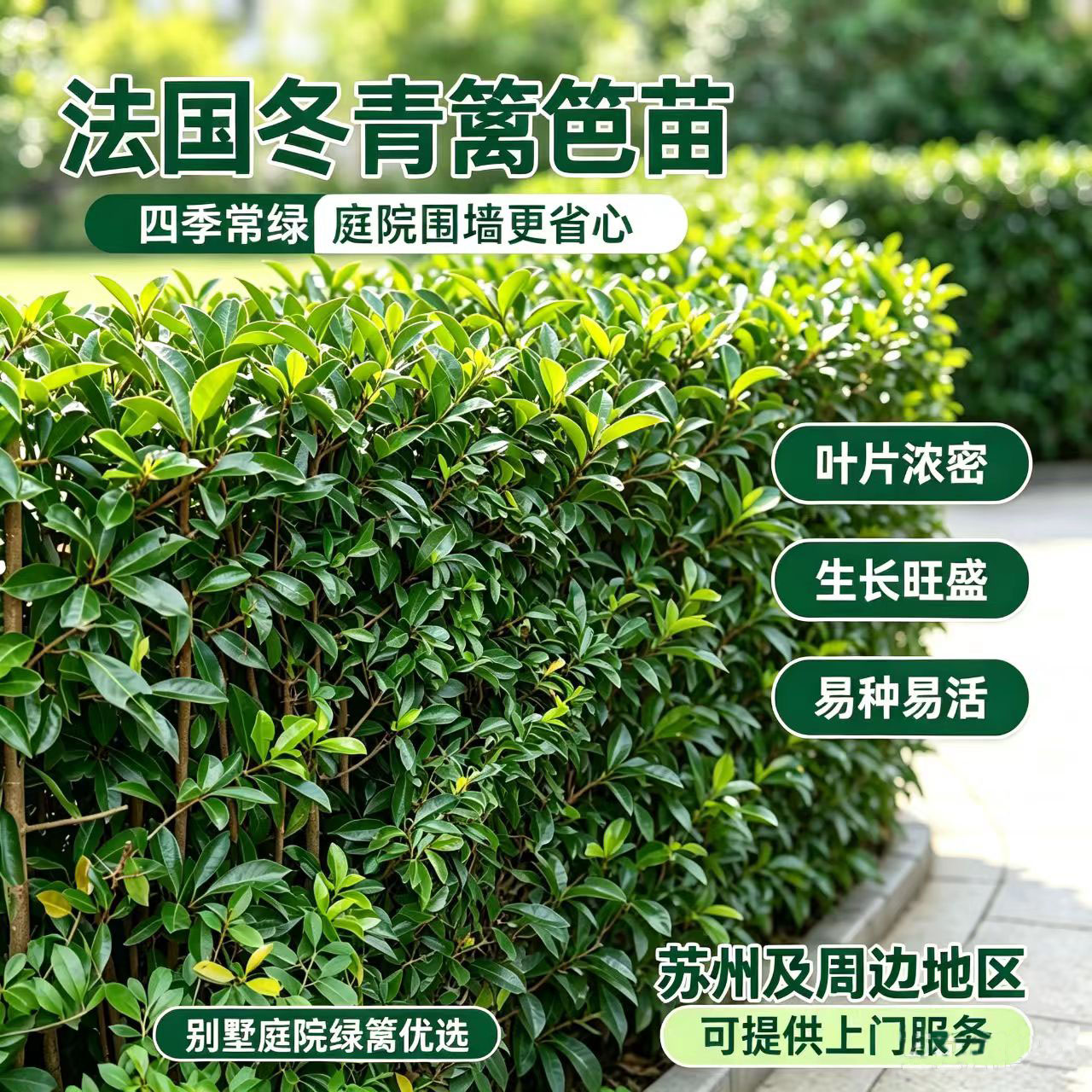 法国冬青珊瑚树北海道黄杨篱笆苗四季常绿别墅厂区庭院围墙绿篱