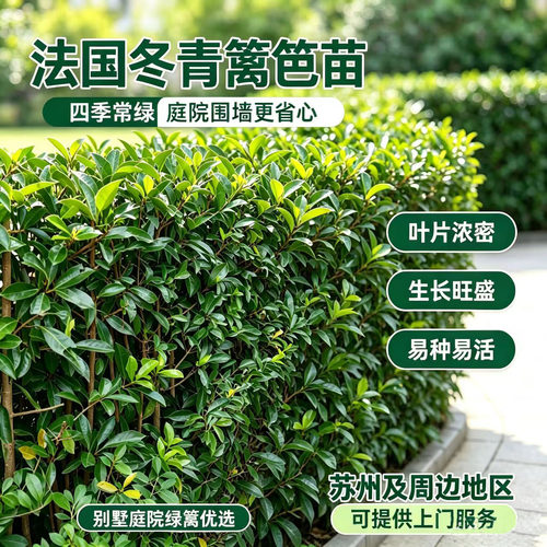 法国冬青珊瑚树北海道黄杨篱笆苗四季常绿别墅厂区庭院围墙绿篱