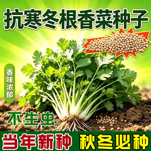 抗寒冬根香菜种子耐寒越冬浓香耐抽苔阳台盆栽庭院地栽蔬菜种子