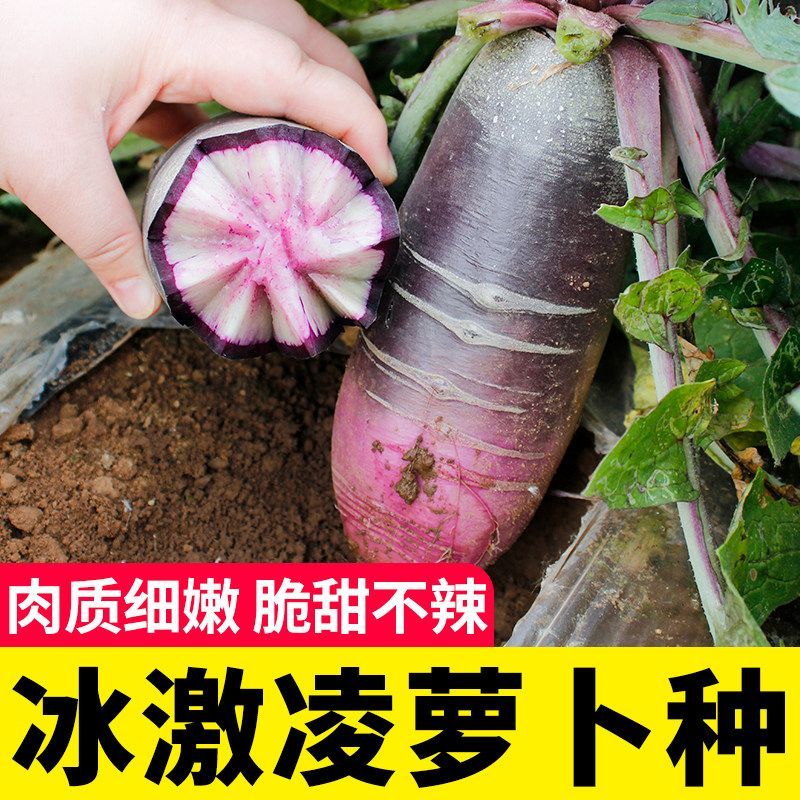 冰激凌水果萝卜种子甜脆好吃不糠心耐寒抗冻特色蔬菜种子农用物资