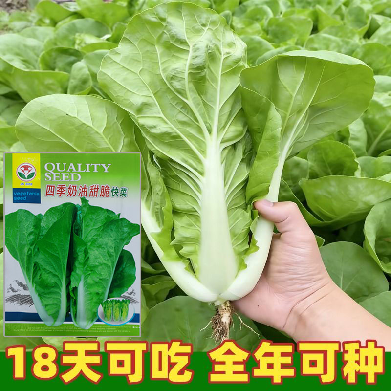 四季甜脆快菜种子奶油小白菜种子生吃爽口耐热耐高温农家蔬菜种子