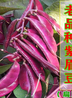 老品种非转基因早熟高产四季豆种