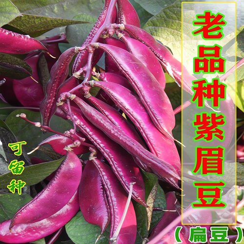 老品种非转基因早熟高产四季豆种