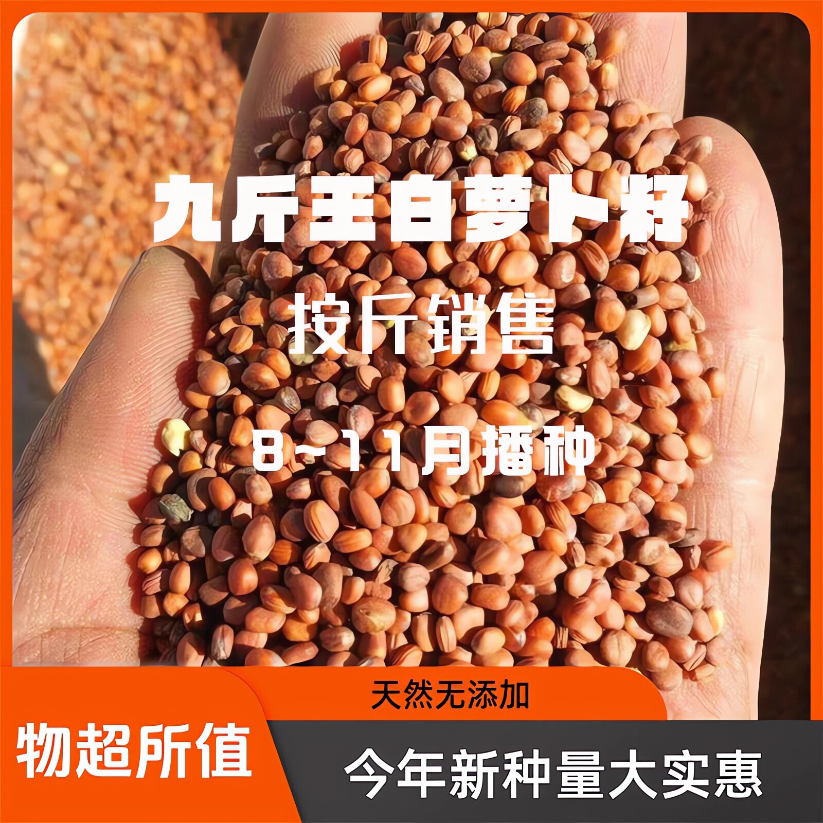 春不老迟白萝卜种子耐老蔬菜种籽
