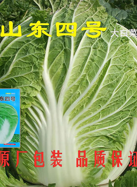 山东四号大白菜种子结球包心秋季高产蔬菜种籽耐寒抗病白菜种孑