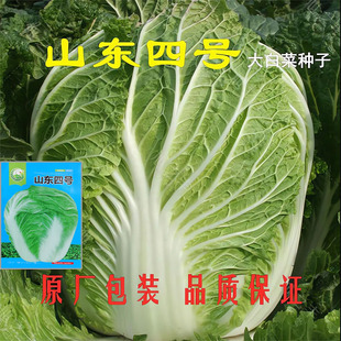 山东四号大白菜种子结球包心秋季高产蔬菜种籽耐寒抗病白菜种孑