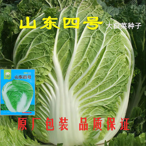 山东四号大白菜种子结球包心秋季高产蔬菜种籽耐寒抗病白菜种孑