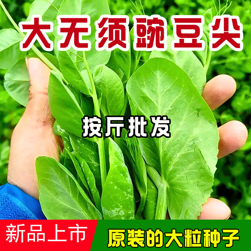 无须豌豆尖种子豌豆苗种子耐寒荷兰豆芽苗菜蔬菜种子农用物资批发