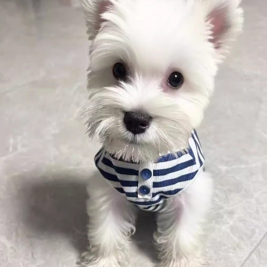 小猫衣服秋冬季防掉毛狗衣服好看