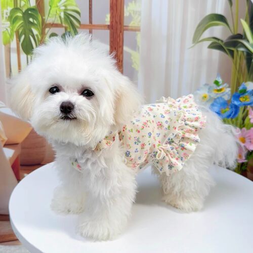 小猫小狗衣服防掉毛防脏好看遛狗